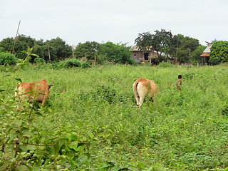 Image showing agricultural scenery in Thailand