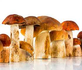 Image showing Orange-cap Boletus and porcini mushroom