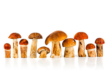 Image showing Orange-cap Boletus and porcini mushroom