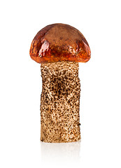 Image showing Orange-cap Boletus mushroom