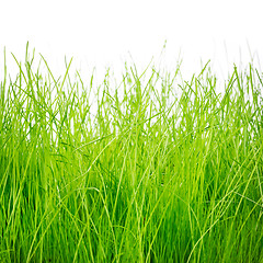 Image showing Green grass isolated on white background