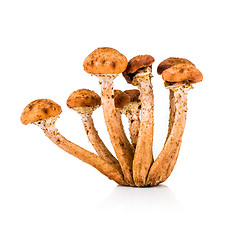 Image showing Mushroom a honey agaric