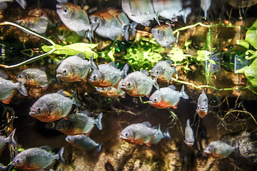 Image showing Piranha - Colossoma macropomum