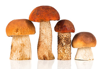 Image showing Orange-cap Boletus and porcini mushroom