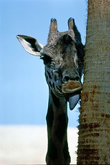 Image showing Giraffe