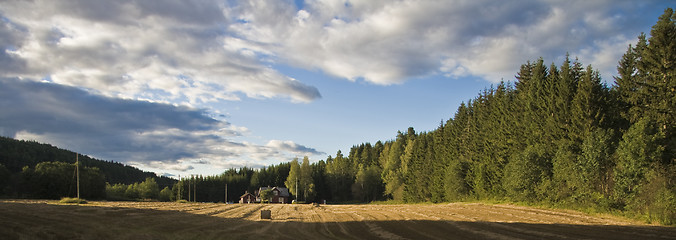 Image showing Cornfield