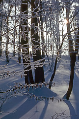 Image showing Winter in forest