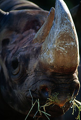 Image showing Rhinoceros