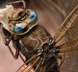 Image showing Dragonfly