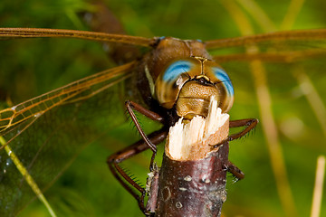 Image showing Dragonfly 3