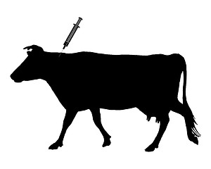 Image showing Cow gets an inoculation because of blue tongue disease