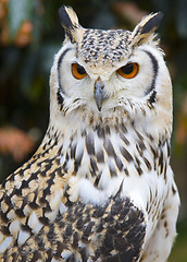 Image showing Portrait of an Owl