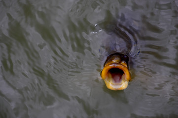 Image showing Fish gulping for food