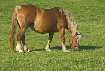 Image showing Horse grazing