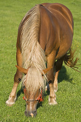 Image showing Horse grazing 2