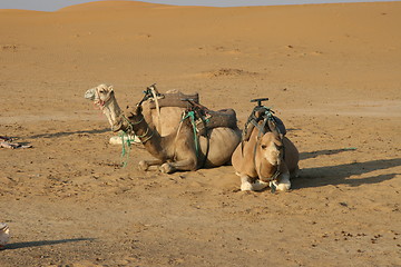 Image showing Camels