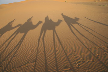 Image showing Shaddows of Camels