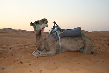 Image showing dromedary