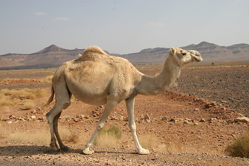 Image showing Dromedary