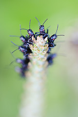 Image showing Formation of black crickets