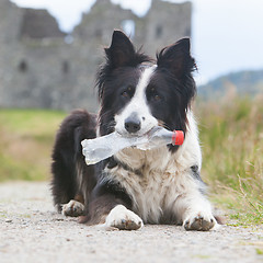 Image showing Border collie sheepdog waiting