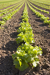 Image showing Lettuce in a field