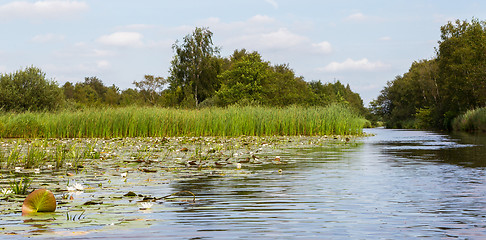 Image showing Typical view of a the swamp in National Park Weerribben 