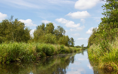 Image showing Typical view of a the swamp in National Park Weerribben 