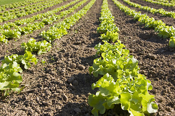 Image showing Lettuce in a field