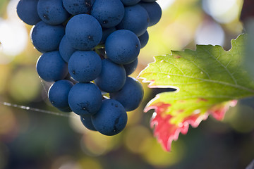 Image showing Purple grapes in the sun