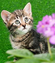 Image showing Cute kitten