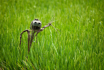 Image showing Scarecrow on rice field