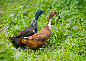 Image showing Two different genders ducks on meadow