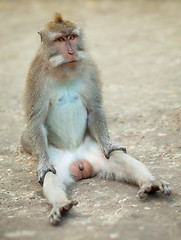 Image showing Male monkey funny sitting on ground. Macaque crabeater from Bali