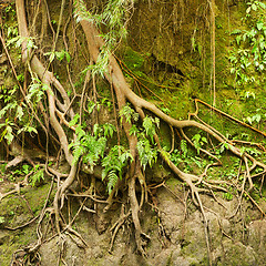 Image showing Roots of a tropical tree in the soil eroded by rain