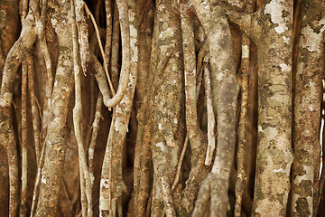 Image showing Aerial roots of a tropical plant. Natural background