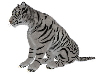 Image showing White Tiger