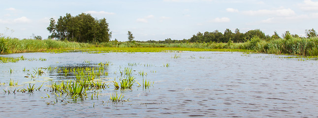 Image showing Typical view of a the swamp in National Park Weerribben 