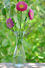 Image showing Chrysanthemum Flower