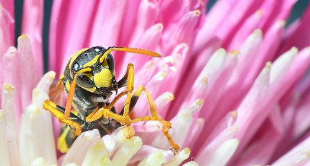 Image showing (Wasp