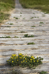 Image showing Wood path