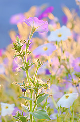 Image showing nicotiana alata flowers