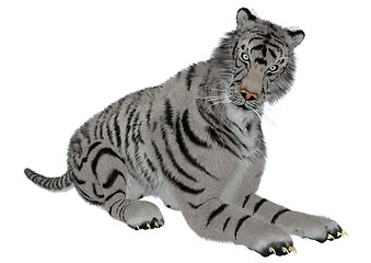 Image showing White Tiger