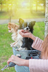 Image showing bicycle walking with chihuahua