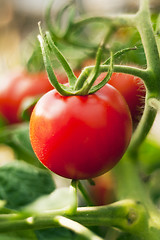 Image showing Red tomato