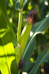 Image showing Corn field