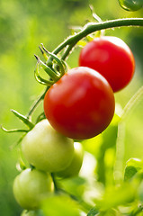 Image showing Red and green tomatoes