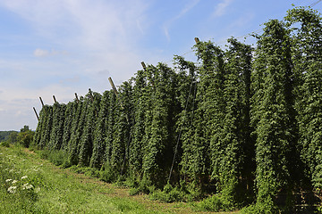 Image showing Cultivation of hops