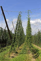 Image showing Cultivation of hops