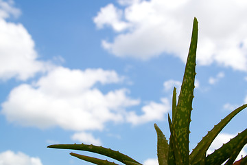 Image showing aloe vera plant against blue sky